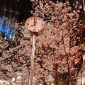 写真: 有楽町マリオン  夜桜