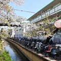 写真: 二ヶ領用水 宿河原桜並木 葉桜
