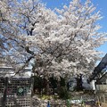 写真: 川崎緑地センター 桜