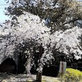 写真: 二ヶ領用水 宿河原桜並木