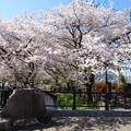 写真: 二ヶ領用水 宿河原桜並木 満開