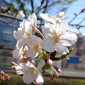 写真: 桜の花びら綺麗です(*^^*)