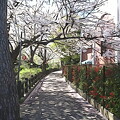 写真: 二ヶ領用水 宿河原桜並木 水彩画