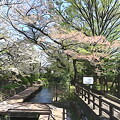 写真: 二ヶ領用水 宿河原桜並木 水彩画