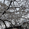 2023.3.24 駅前の桜