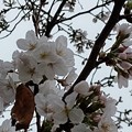 写真: 2023.3.24 駅前の桜