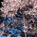 写真: 2023.3.29 有岡城のしだれ桜