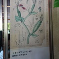 写真: 2023.8.6 大阪市立自然史博物館