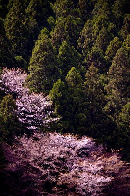 写真: 桜滝