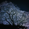 写真: 滝桜