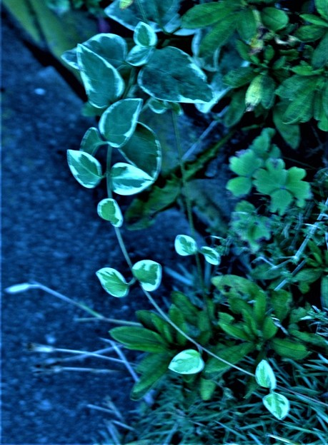 写真: 観葉植物