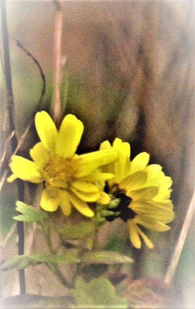 写真: 黄色の菊