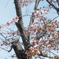 写真: エゾヤマザクラの樹木