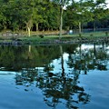 写真: 金太郎の池の写し鏡