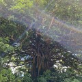 写真: 神様が宿る木