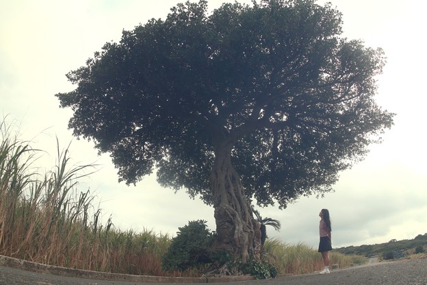 写真: がほー_魔女の木と少女_伊砂