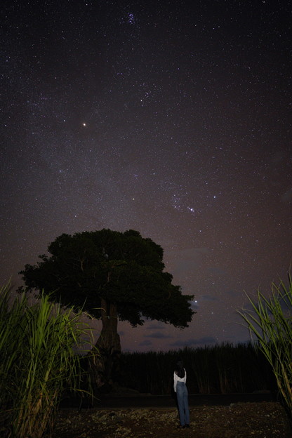写真: ユリイカ_魔女の木と冬の星座たち_魔女の木