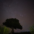 Photos: ユリイカ_魔女の木と冬の星座たち_魔女の木