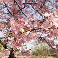 上海辰山植物園の河津桜