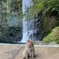 お猿と滝