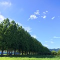 写真: メタセコイヤ並木と青空