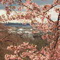 Photos: 桜の縁どり