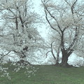 桜記念日