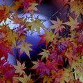 写真: 万華鏡の秋