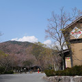 梅の花神埼村 (2)