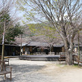 写真: 梅の花神埼村 (3)
