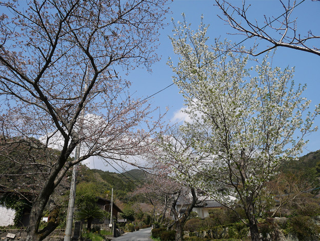 写真: 仁比山神社＠2021 (8) 参道の桜