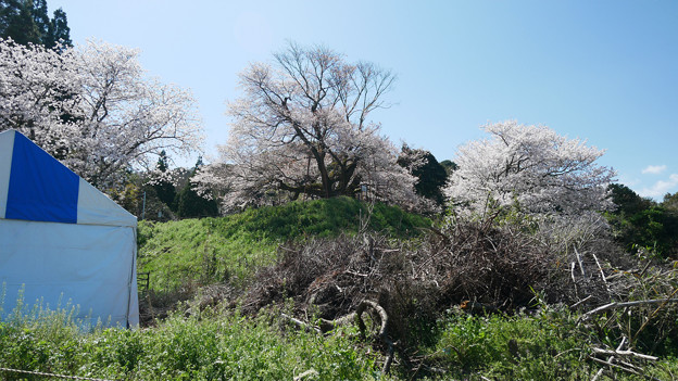 写真: 浅井の一本桜／五分咲き。。。駐車場から (2)