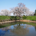 写真: 浅井の一本桜／五分咲き (8)