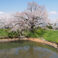 写真: 浅井の一本桜／五分咲き (15)