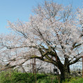 写真: 浅井の一本桜／五分咲き (21)
