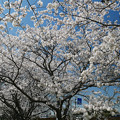 写真: 草場川の桜並木＠2021 (2)