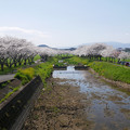 写真: 草場川の桜並木＠2021 (3) あさお観魚園横から