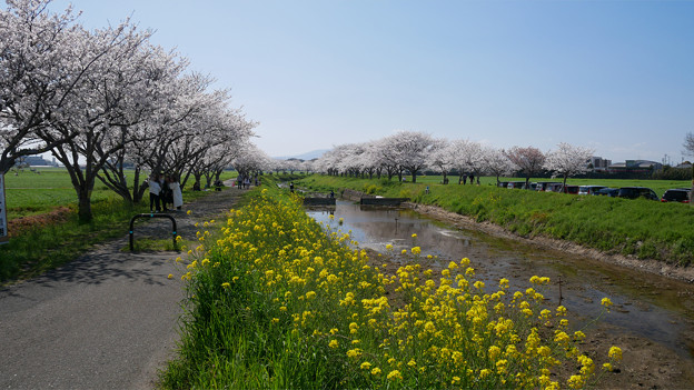 写真: 草場川の桜並木＠2021 (4)