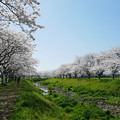 写真: 草場川の桜並木＠2021 (5)