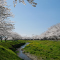 写真: 草場川の桜並木＠2021 (7)