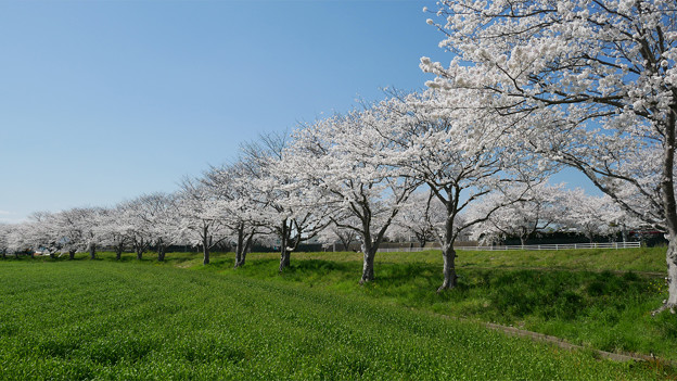 草場川の桜並木＠2021 (10)