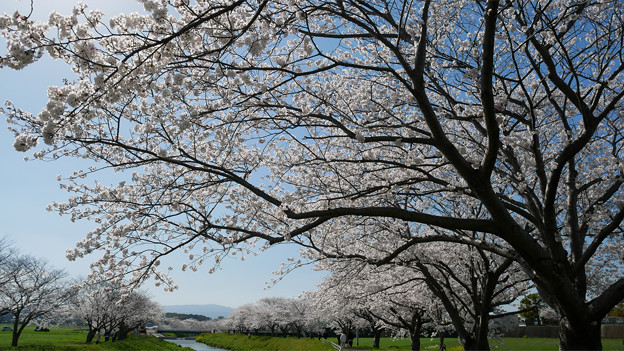 写真: 草場川の桜並木＠2021 (16)