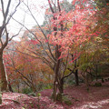 Photos: 桜山公園 ～ 天満宮と紅葉 (4)