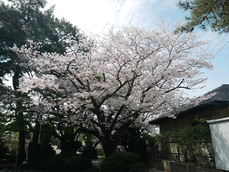 久留米城跡＠2023 (18) 太鼓櫓跡の桜