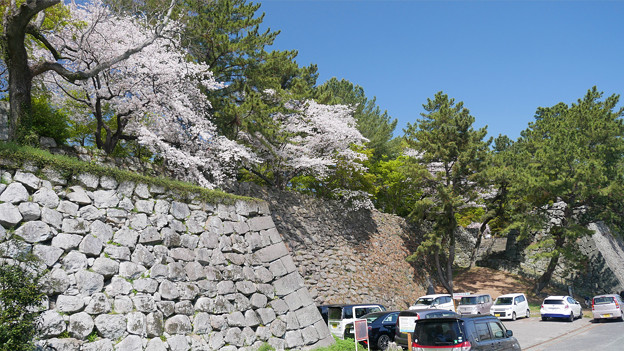 久留米城跡＠2023 (79) 石垣とお濠と桜