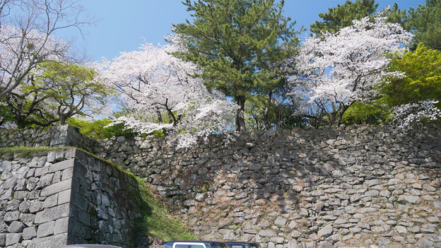 久留米城跡＠2023 (80) 石垣とお濠と桜