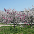 「みなみの里」の桜 (2)
