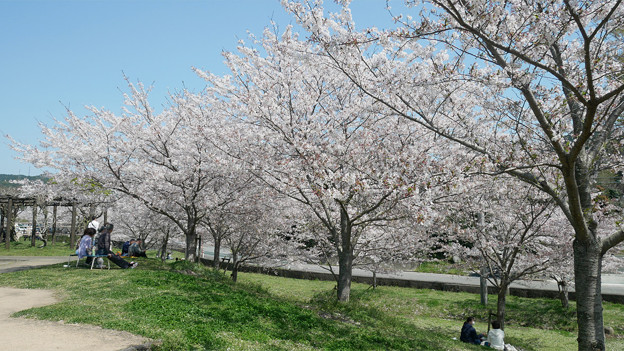 「みなみの里」の桜 (3)