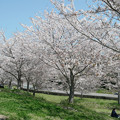 「みなみの里」の桜 (3)