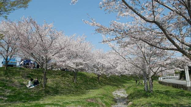 「みなみの里」の桜 (4)